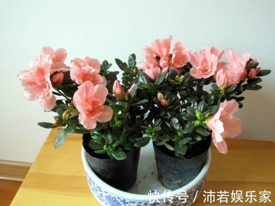 杜鹃|杜鹃花度夏难赶紧换位置，不长斑不招虫，秋天猛开花！