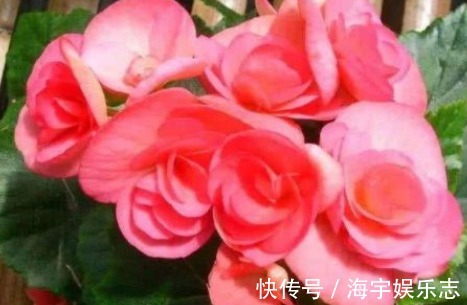 养花|新手养花,不如养盆花中精品“糖果雪山”,甜蜜如糖果,粉粉可爱