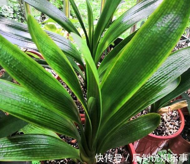 君子兰,阳台党深爱的盆栽年宵花!养护注意3细节,年年开花