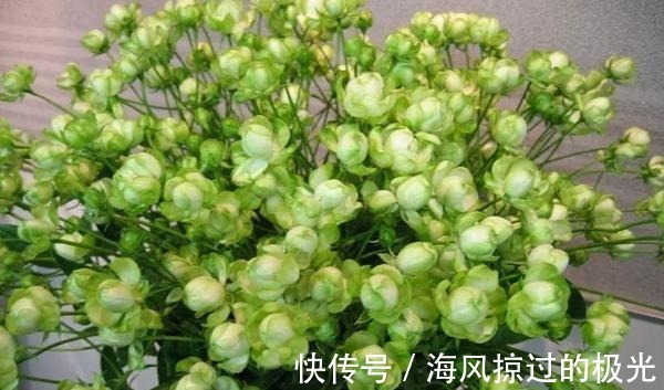 夏洛特|20种月季花品种介绍，简直美爆了！收藏啦……！