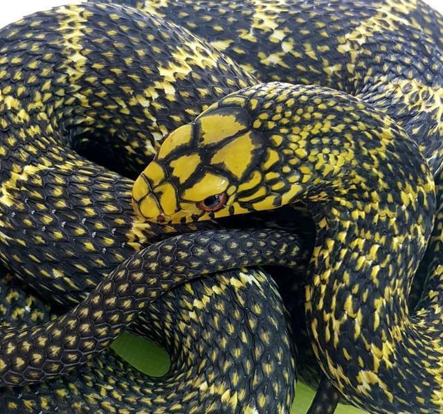 蛇肉能吃吗有没有毒吗