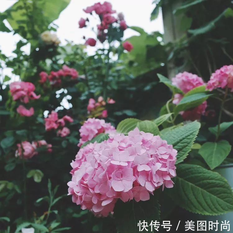 130㎡大露台,花1年改造成“花草蔬果园”,体验屋顶上的田园生活