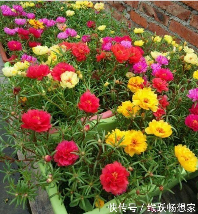 凤仙花|家里要养3种花，开花吉祥又喜庆，时来运转，越过越富裕有钱