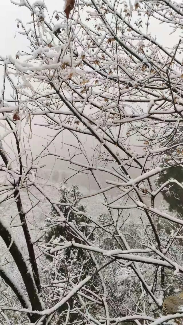 进来|大石崮森林公园喜提今冬初雪！点进来看雪景美图