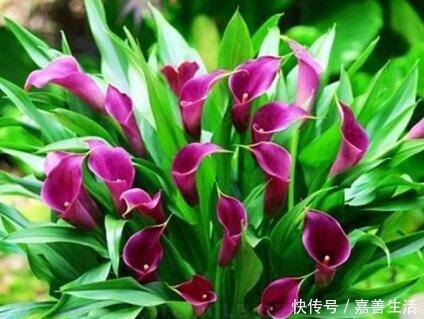 家里阴暗也要养“6种花”,光线少也没关系,越暗长得“越好”!