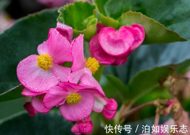 胭脂|喜欢玫瑰，不如养盆“精品玫瑰”皇家胭脂，四季开花，芳香袭人！