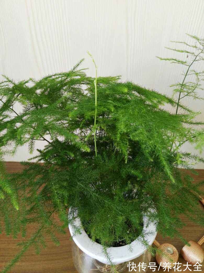 10种“荫蔽花”,家里没光也能养,光太强反而养不好