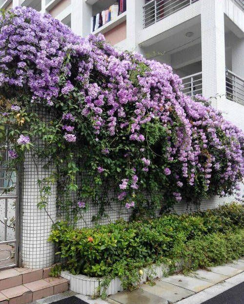 1种有味道的花，一次能开上百朵，却因独特的气味被排斥