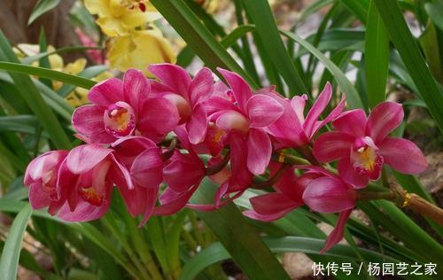 盆栽|5种盆栽花卉,比香水还香,养一盆香飘满屋,值得拥有!