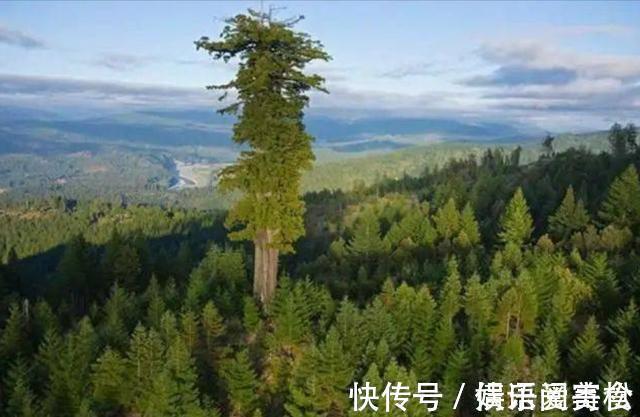 摩天大树#地球上5棵摩天大树,一棵比云层还高8英尺,我国这棵被叫望天树