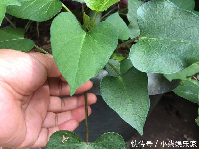 采摘|3种吃剩的“菜杆子”,丢土里,长成一片“绿萝”,3天采摘一大盆