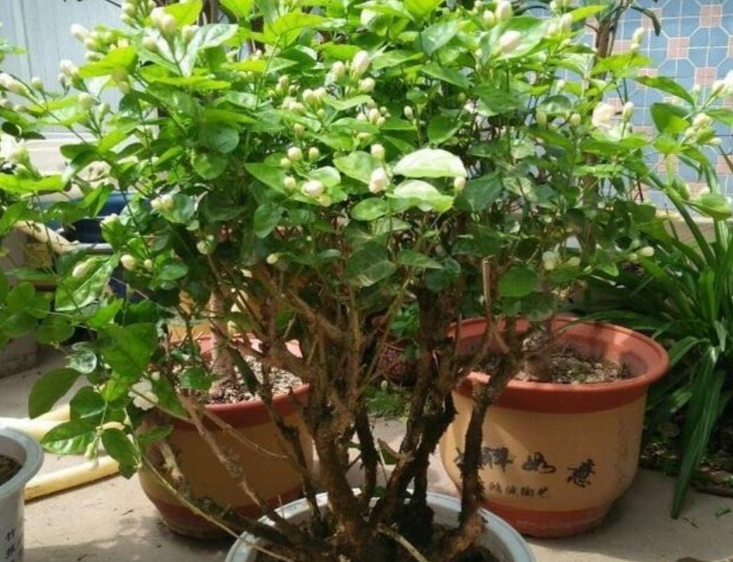 3种漂亮的花,剪个嫩枝就能繁殖,生根速度快