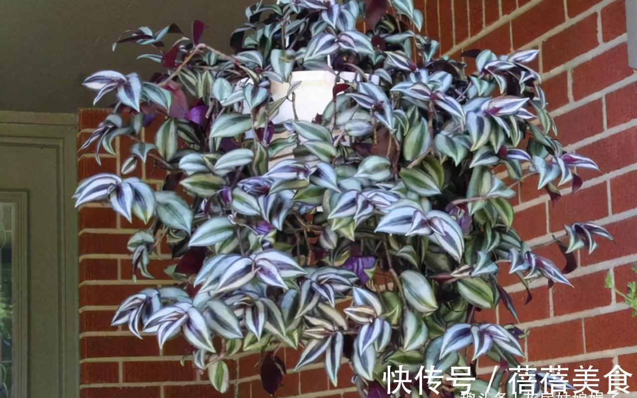 光照|家居空间小没地方养花?16种适合吊养的花,小空间养花的必备良品