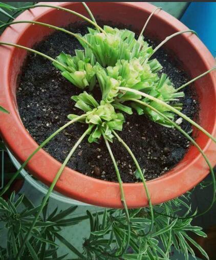 李奶奶把“吊兰”都剪了,2月后却爆盆了,叶子宽又大,特旺