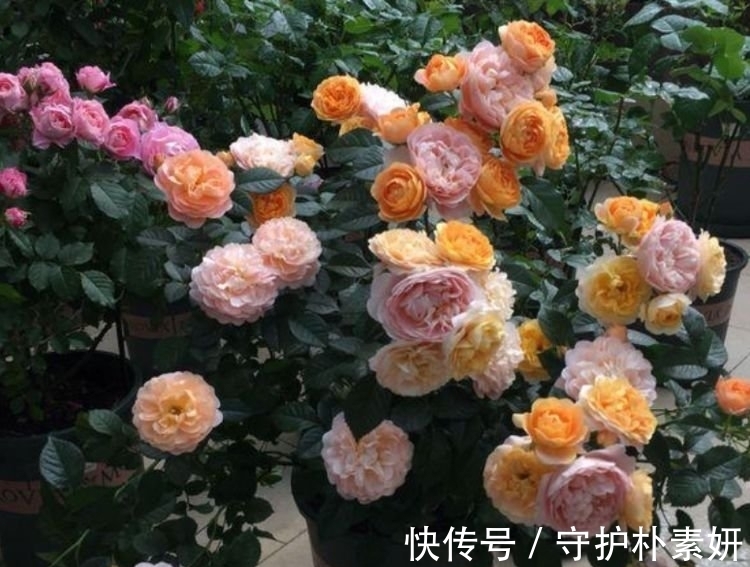 长寿花|4种花养家里，福旺运旺财更旺，美不胜收，你养了吗