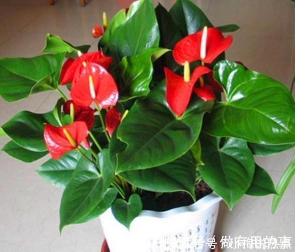 金钱树|4种“招财花”,家里各养1盆,旺运又招财,日子越过越好