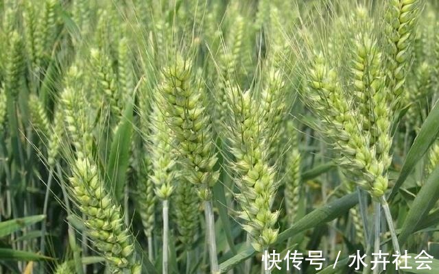 五种野钓大鱼的神饵，都藏在你家的厨房，老钓鱼人都在偷偷用