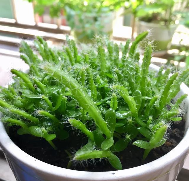 丢一把种子到水里，7天冒出小森林，越热越长个！绿植盆栽不用买