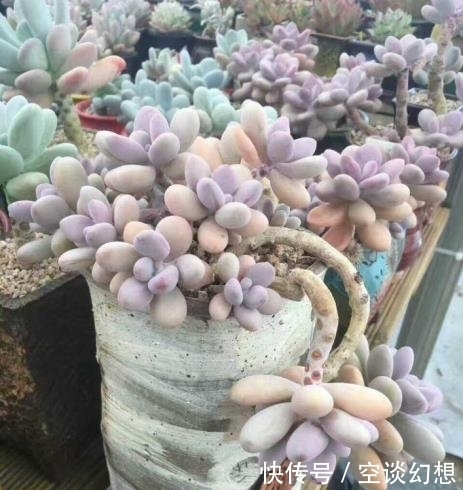 这几种多肉最贵的可以达到上万元，你家有几款