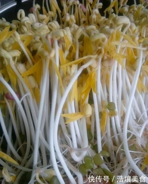 豆芽好吃不用买,教你在家发豆芽,只需一个塑料瓶,4天就可以吃