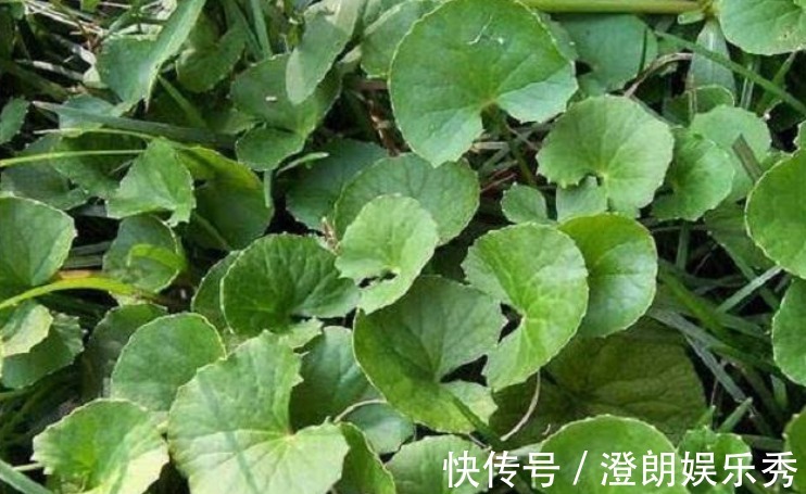 滋补|农村此药草号称解毒王,被很多人当是野草,男女老少滋补养身