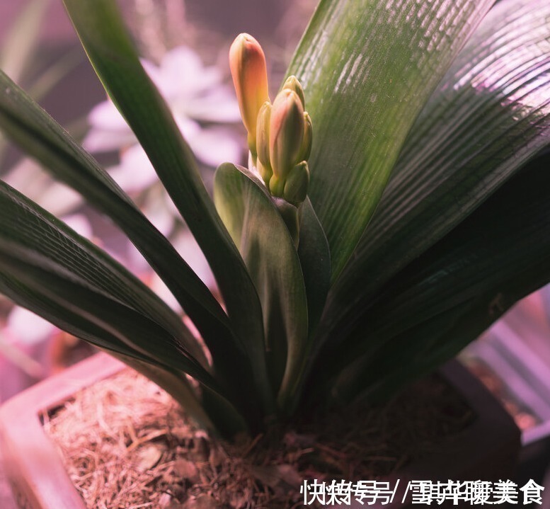 浇水|“春不出,夏不晒,秋不干,冬不湿”,君子兰的四季莳养