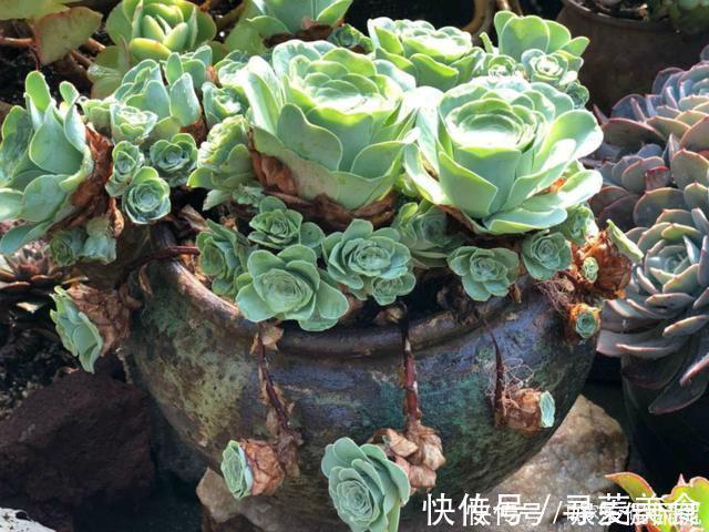 盆栽|他痴迷养多肉,将500多盆多肉养出“高级感”,大家都夸美如仙境