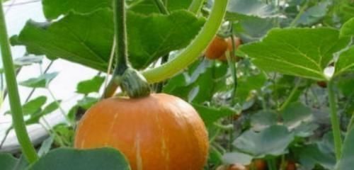 聪明人|聪明人喜欢吃3种食物,补气养血,美白祛斑,延缓衰老