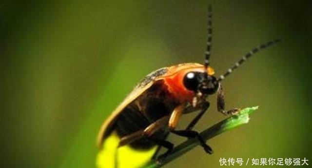 人生|人生困境时,多学习这两种动物,争气早日“时来运转”