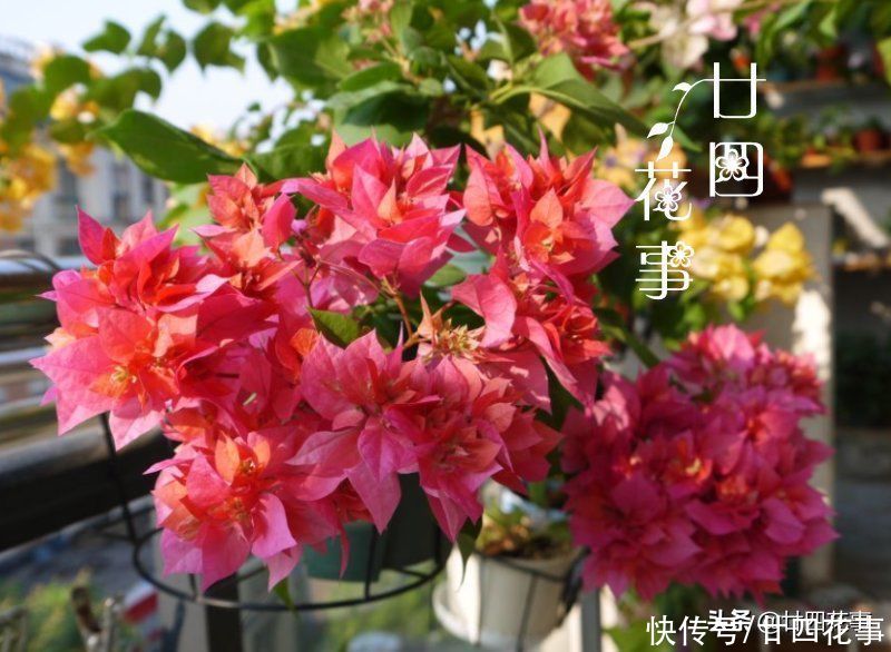 三角梅开花少？除了控水，还有3个“关键”，掌握好满枝都是花