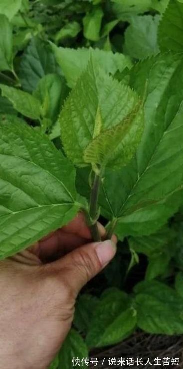 阳亢|一味桑叶补骨髓,止盗汗,清肝明目润肺止咳就看你会不会用