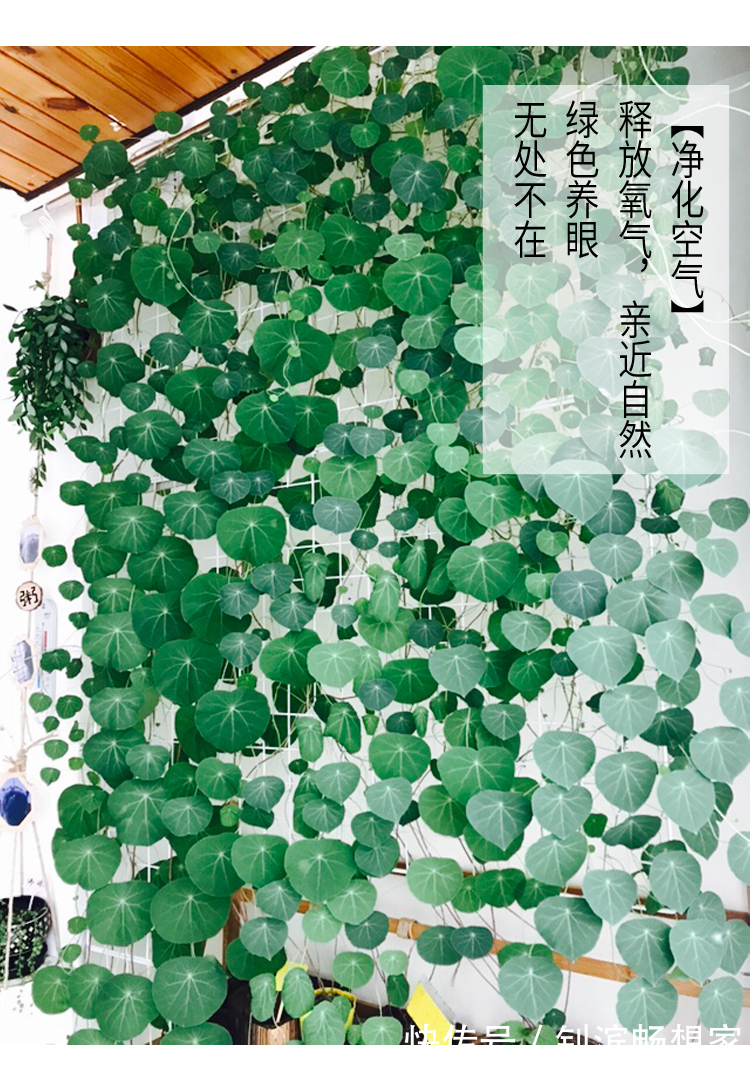 5种“丑花”,寓意却大,富贵又威武,再丑也要养一盆