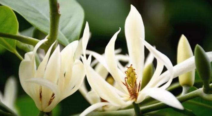 拦不住|5种花是爆盆能手,开起花来拦不住,漂亮极了