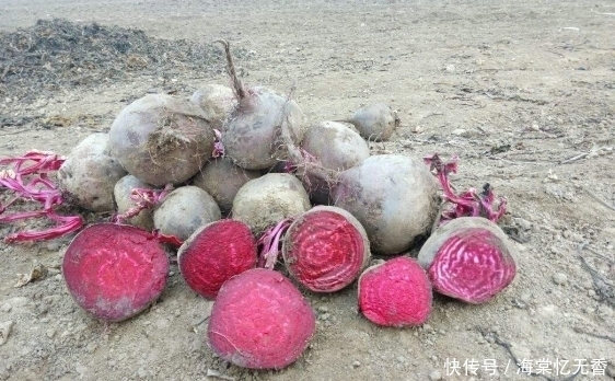 种植|1500年前传入我国，比红枣补血，被誉为“生命之根”，却少有人吃