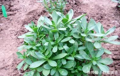 救心菜|农村一种野菜，又被称“救心菜”，“金不换”，价值珍贵快要绝迹