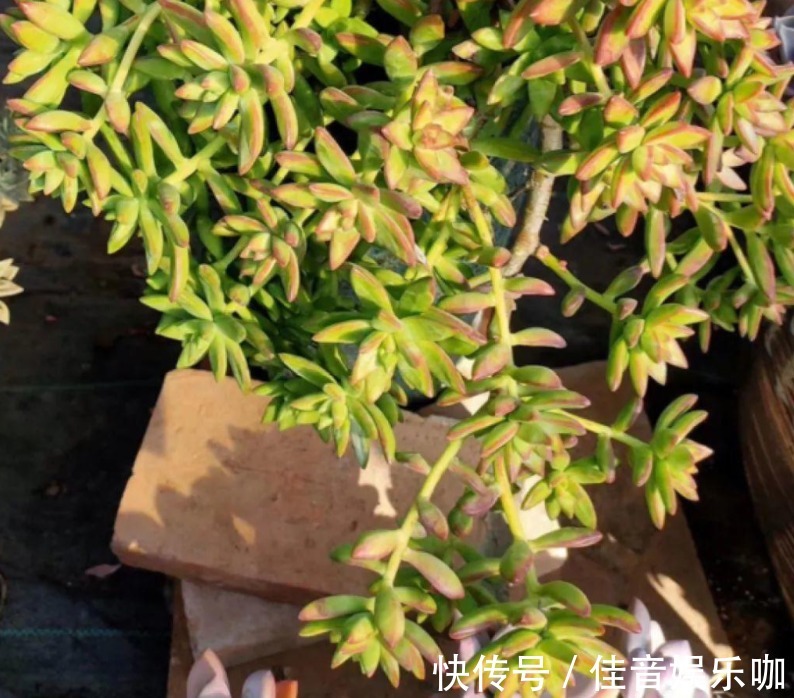 土壤|寻常多肉该怎么养护,才能快速蜕变成木桩?盆栽抓住3点