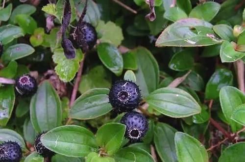 大山|大山里的野果,小时候当零嘴吃,现在是绿化植物,不知道的可惜了