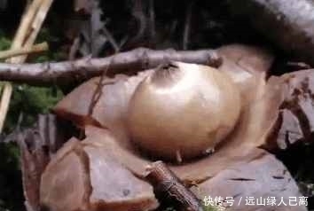 男子在野外发现一朵不一样的花, 触碰后还会喷出烟雾