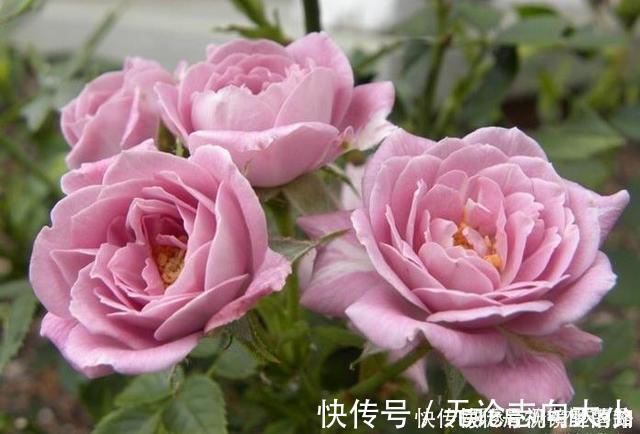 月季|20款紫色月季品种。浓香、抗病非常好养，天然紫色唯美盛开