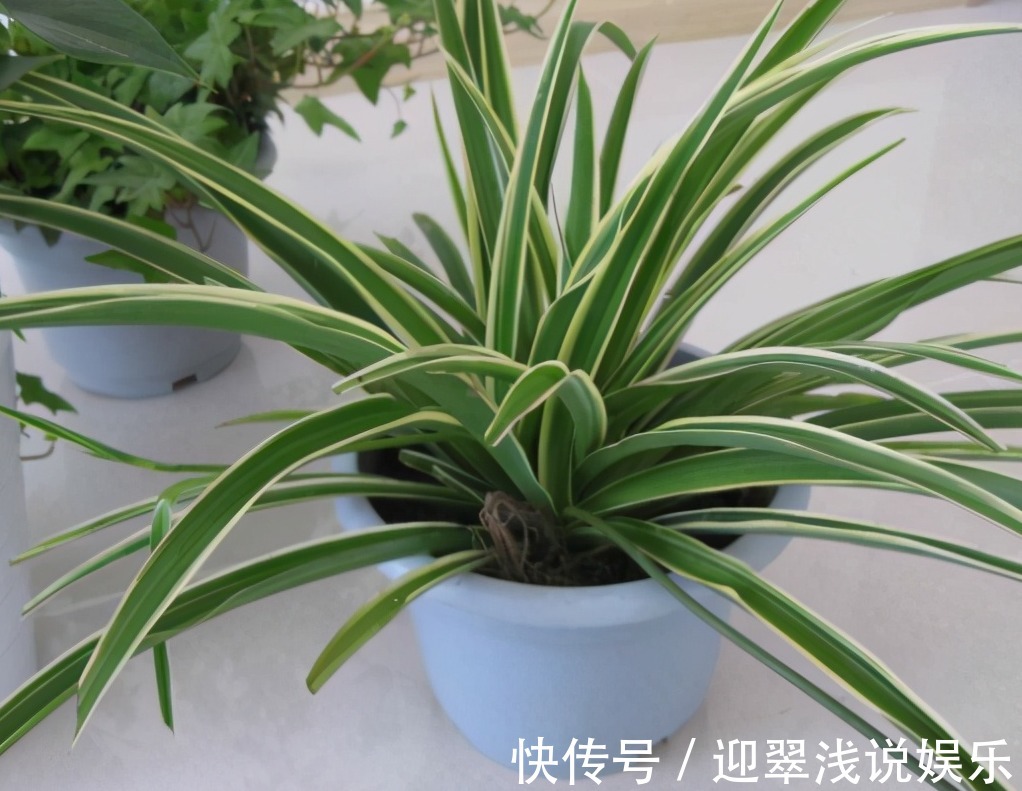 有这些“特征”的人不适合养花,一般养一盆死一盆