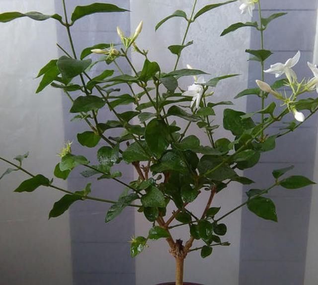 新芽|要让茉莉花枝子旺花苞多，需用2个方法，新枝新叶多花苞满枝