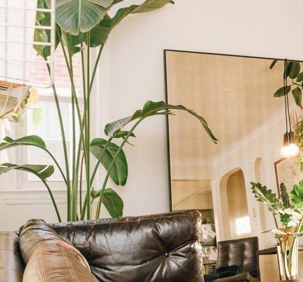 蚂蚁|花农养花为啥成本这么低学会用小苏打,几十盆都花不了2块钱