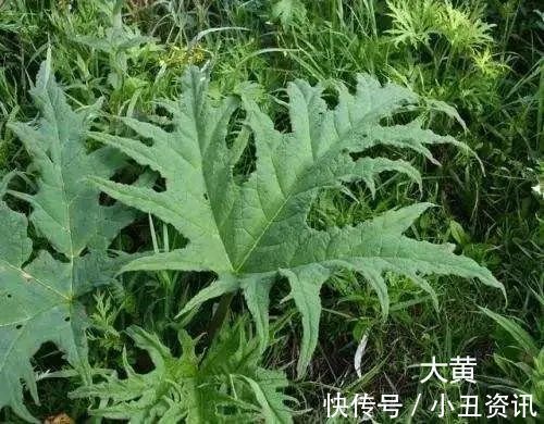 黄芩|一个3味药的经典配方,健脾除湿,去积热,上中下三焦之火皆可除