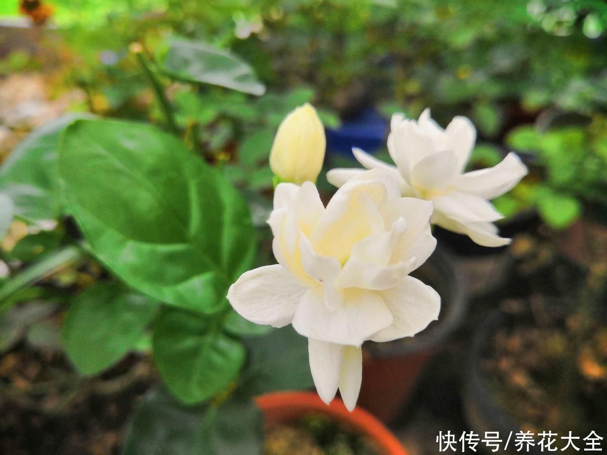 茉莉黄叶落叶|茉莉黄叶落叶怎么办?教你轻松养茉莉,重新繁茂