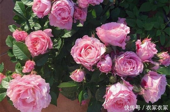 花朵|6种“网红”月季，专为阳台而生，养一盆1年365天都有花赏！