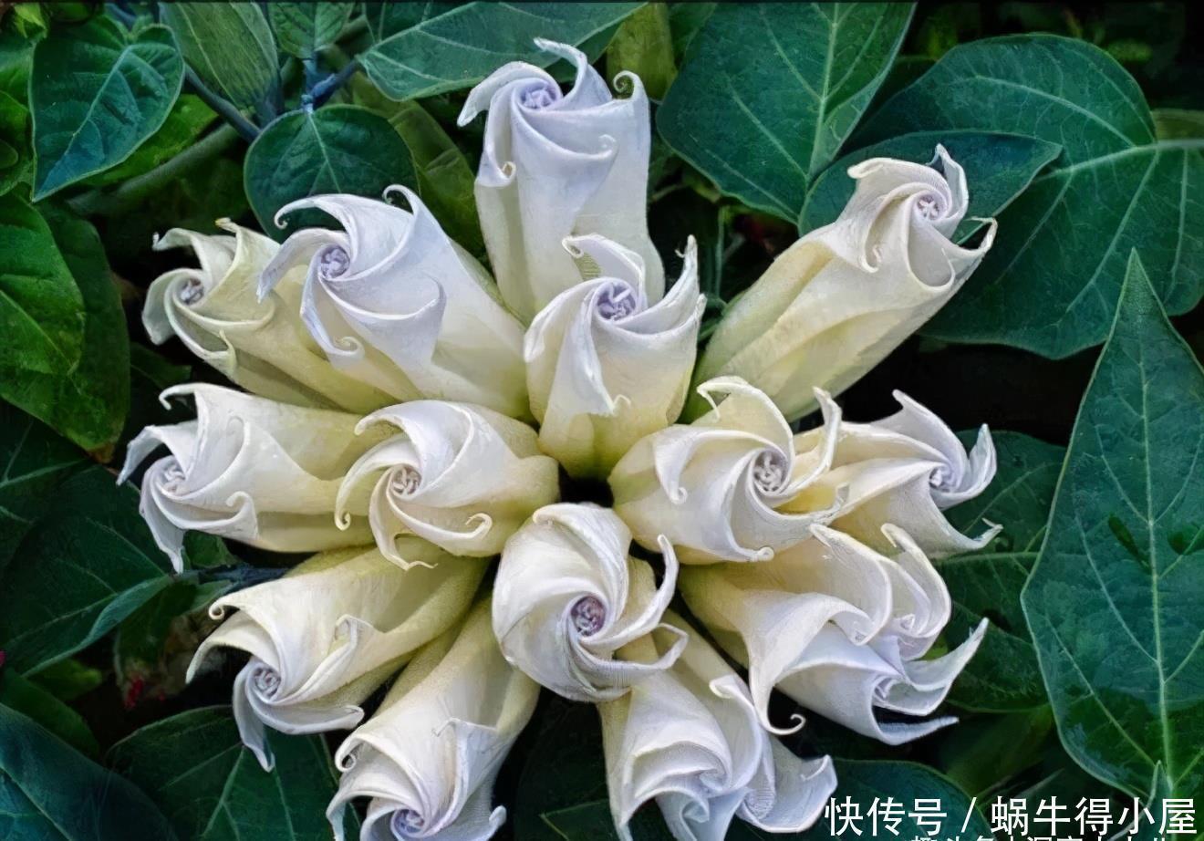 根系|想让兰花早发芽，这“三位置”留点水，催出一圈苞，绽放层叠群兰