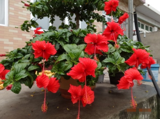 北方家里当宝的花，南方大马路上全都是，我酸了！