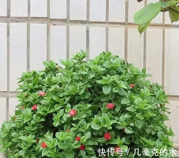 人养花，花亦养人！8种能“吃”的花，漂亮又美味，建议养一盆！