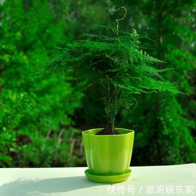 文竹|文竹黄叶不要慌，这“3种”物品，兑水浇盆里，黄叶全不见！