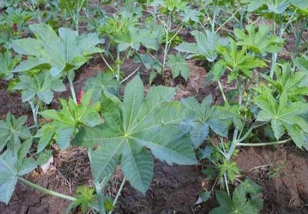 野草|农村这种野草,是治痔疮的良药,如今价值珍贵要12元一斤